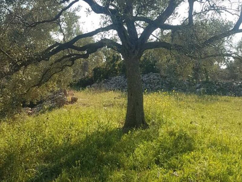 Milas Söğütçük'te 7.828 m2 Satılık Zeytinlik — Söğütçük fotoğraf 1